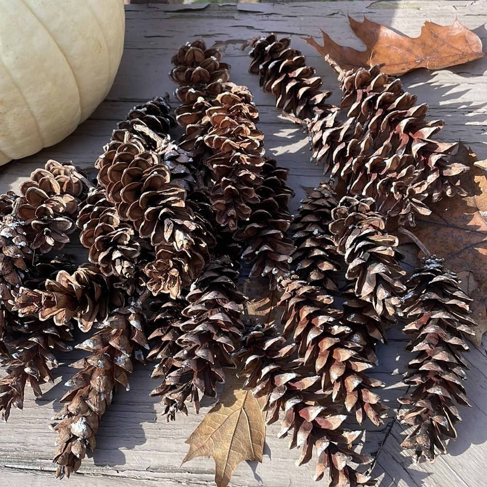 ✨🎄Coventry Cottage Natural Pine Cones🎄✨